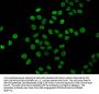 2-hydroxyisobutyryl-HIST1H4A (K16) Antibody