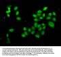 HIST1H4A (Ab-16) Antibody