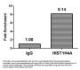 HIST1H4A (Ab-16) Antibody
