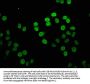 HIST1H4A (Ab-16) Antibody