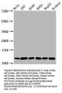 HIST1H4A (Ab-16) Antibody