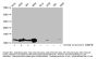 Propionyl-HIST1H4A (K16) Antibody