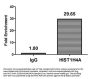 Propionyl-HIST1H4A (K16) Antibody