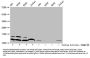 Acetyl-HIST1H4A (K20) Antibody