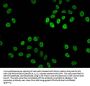 Acetyl-HIST1H4A (K20) Antibody