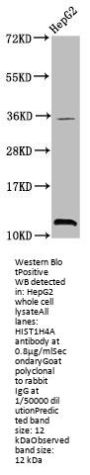 Tri-methyl-HIST1H4A (K20) Antibody