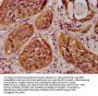 HIST1H4A (Ab-20) Antibody