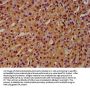 HIST1H4A (Ab-20) Antibody