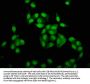 HIST1H4A (Ab-20) Antibody