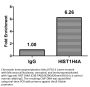HIST1H4A (Ab-20) Antibody
