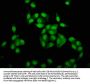 HIST1H4A (Ab-20) Antibody