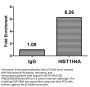 HIST1H4A (Ab-20) Antibody