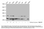 Acetyl-HIST1H4A (K31) Antibody