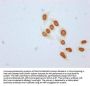 Acetyl-HIST1H4A (K31) Antibody