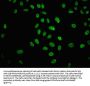 Acetyl-HIST1H4A (K31) Antibody