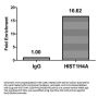 Acetyl-HIST1H4A (K31) Antibody
