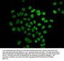 Butyrly-HIST1H4A (K31) Antibody
