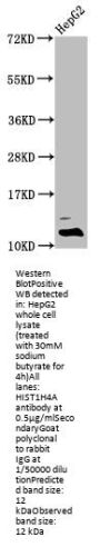Formyl-HIST1H4A (K31) Antibody