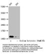 2-hydroxyisobutyryl-HIST1H4A (K31) Antibody
