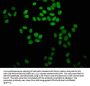 2-hydroxyisobutyryl-HIST1H4A (K31) Antibody