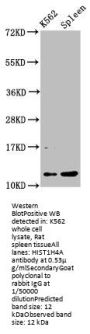 HIST1H4A (Ab-31) Antibody