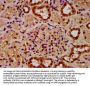 HIST1H4A (Ab-31) Antibody
