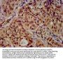 HIST1H4A (Ab-31) Antibody