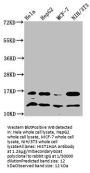 HIST1H4A (Ab-31) Antibody