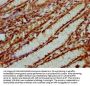 HIST1H4A (Ab-31) Antibody
