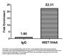 HIST1H4A (Ab-31) Antibody