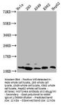 HIST1H4A (Ab-31) Antibody