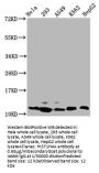 HIST1H4A (Ab-31) Antibody