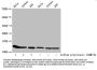 Propionyl-HIST1H4A (K31) Antibody