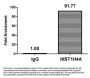 Propionyl-HIST1H4A (K31) Antibody