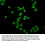 Mono-methyl-HIST1H4A (R35) Antibody