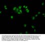 HIST1H4A (Ab-35) Antibody