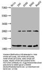 HIST1H4A (Ab-55) Antibody