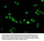 Mono-methyl-HIST1H4A (K59) Antibody