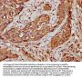 HIST1H4A (Ab-59) Antibody