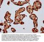 HIST1H4A (Ab-59) Antibody