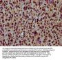 HIST1H4A (Ab-59) Antibody