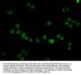 HIST1H4A (Ab-59) Antibody