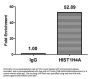 HIST1H4A (Ab-59) Antibody
