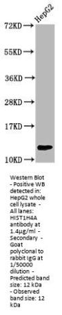 HIST1H4A (Ab-59) Antibody