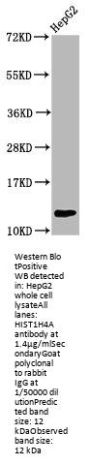 HIST1H4A (Ab-59) Antibody