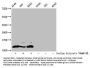 Formyl-HIST1H4A (K77) Antibody