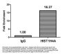 Formyl-HIST1H4A (K77) Antibody