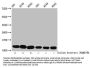 2-hydroxyisobutyryl-HIST1H4A (K77) Antibody