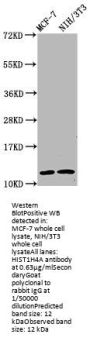 HIST1H4A (Ab-77) Antibody