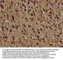 HIST1H4A (Ab-77) Antibody